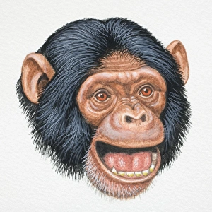 Images Dated 5th April 2006: Head of a Chimpanzee, Pan troglodytes, opening its mouth playfully, front view