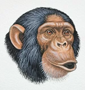 Head of a Chimpanzee, Pan troglodytes, pouting, front view