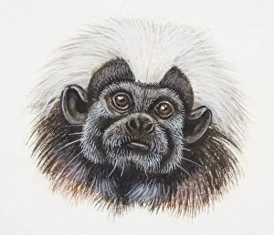New World Monkey Collection: Head of a Cotton-top Tamarin, Saguinus oedipus