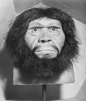 Anthropology Prints: Head of Java Man