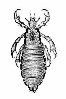 Images Dated 5th February 2016: Head louse (Pediculus humanus capitis)
