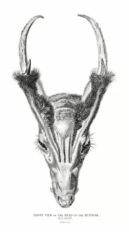 Images Dated 10th May 2015: The head of Muntjac engraving 1855