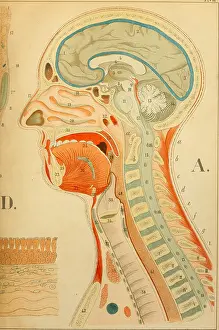 Prints of Color print depicting a longitudinal section through the middle of the human head and neck (A) and an internal view of the anterior half of the larynx Science Inspired Art Prints: Head, Neck And Larynx