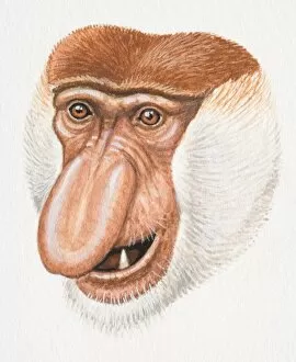 Head of a Proboscis Monkey, Nasalis larvatus, with large flat nose and white hair around its face