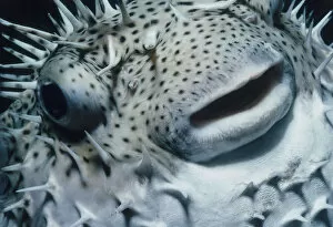 Jeff Rotman Underwater Photography Gallery: Head of Pufferfish