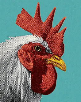 Illustratio Prints: Head of a Rooster