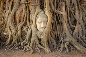 Head Prints: Head of sandstone buddha in tree root at wat mahathat temple, Ayutthaya, Thailand