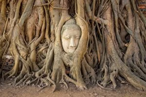 Images Dated 23rd February 2015: Head of sandstone buddha in tree root at wat mahathat temple, Ayutthaya, Thailand