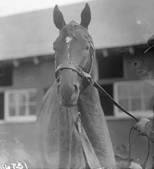 Head Shot of Man O War at Stable