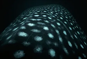 Natural World Gallery: Head of Whale Shark