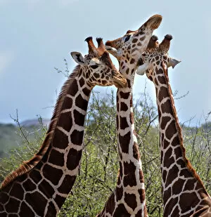 Images Dated 17th July 2017: Three Heads are Better Than One - Reticulated Giraffes in Laikipia