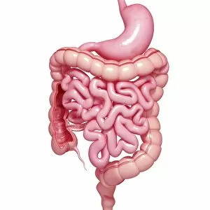 Images Dated 1st December 2018: Healthy digestive system, artwork