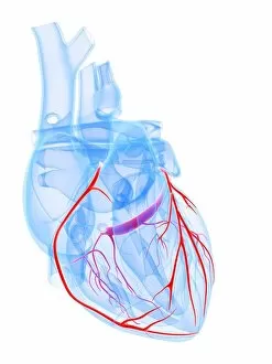 Images Dated 30th January 2013: Healthy heart, artwork