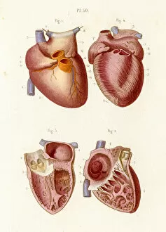 Images Dated 4th June 2017: The heart anatomy engraving 1886