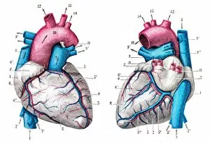 Images Dated 3rd June 2015: Heart anatomy engraving 1899