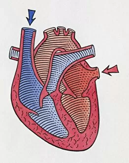 Arrow Sign Gallery: How the heart beats, step 1