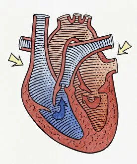 Arrow Sign Gallery: How the heart beats, step 2