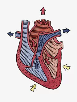 Arrow Sign Gallery: How the heart beats, step 3