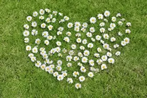Images Dated 16th April 2010: Heart made of daisies on lawn