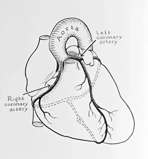 Philadelphia Prints: Heart Diagram