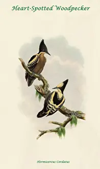 Feathers Prints: Heart-Spotted Woodpecker