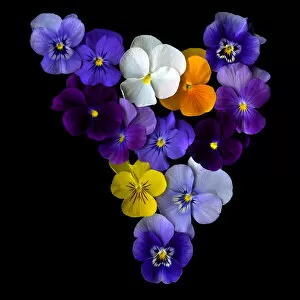 A Heart of Violets