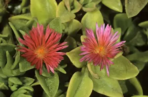 Variety Prints: Heartleaf iceplant, baby sun rose (Aptenia cordifolia), Cyprus island, Greece, Europe