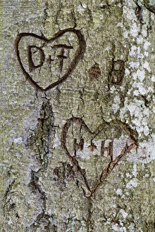 Bark Collection: Hearts with the letters D and F, and H and H, carved into a tree bark, Bavaria, Germany