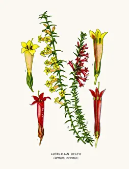 Heath flower