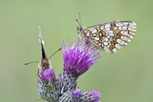Nymphalidae Prints: Two Heath Fritillary butterflies -Melitaea athalia- perched on a Spiny Plumeless Thistle -Carduus acanthoides