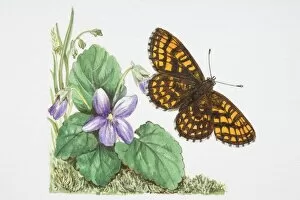 Images Dated 8th August 2006: Heath Fritillary butterfly (Melitaea athalia) flying near a purple flower