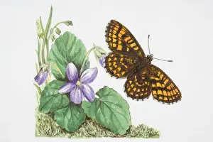 Antennae Prints: Heath Fritillary butterfly (Melitaea athalia) flying near a purple flower