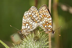 Heath Fritillary -Melitaea athalia-, copulation, Neresheim, Baden-Wurttemberg, Germany