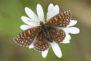 Images Dated 21st June 2011: Heath Fritillary -Melitaea athalia-, butterfly perched on an Ox-eye Daisy -Leucanthemum vulgare