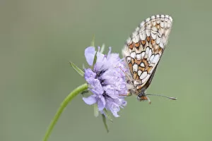 Images Dated 21st June 2011: Heath Fritillary -Melitaea athalia-, butterfly perched on a Field Scabiosa -Knautia arvensis