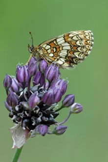 Butterfly Insect Gallery: Heath Fritillary -Melitaea athalia- on clover blossom