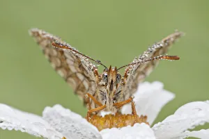 Images Dated 4th July 2013: Heath Fritillary -Melitaea athalia- on an Oxeye Daisy -Leucanthemum vulgare-, North Hesse, Hesse