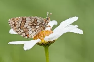 Images Dated 4th July 2013: Heath Fritillary -Melitaea athalia- on an Oxeye Daisy -Leucanthemum vulgare-, North Hesse, Hesse