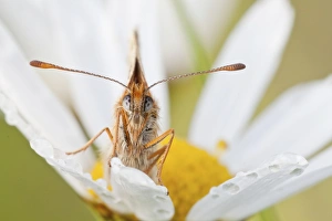 Images Dated 4th July 2013: Heath Fritillary -Melitaea athalia- on an Oxeye Daisy -Leucanthemum vulgare-, North Hesse, Hesse