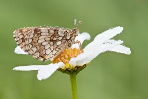 Heath Fritillary -Melitaea athalia- on an Oxeye Daisy -Leucanthemum vulgare-, North Hesse, Hesse, Germany
