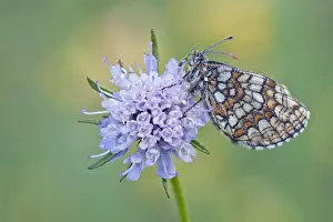 Nymphalidae Prints: Heath Fritillary -melitaea athalia- perched on a Field Scabiosa -Knautia arvensis