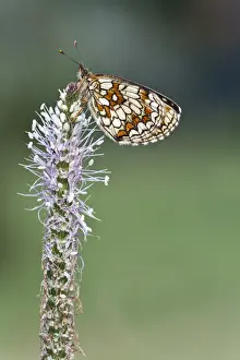 Plantaginaceae Prints: Heath fritillary -Mellicta athalia- on a Hoary Plaintain -Plantago media-