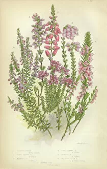 Isolated Collection: Heath, Heather, Ling, Scotland, Victorian Botanical Illustration