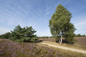 Images Dated 25th August 2013: Heath landscape with flowering Heather -Calluna vulgaris-, Wilsede, Luneburg Heath Nature Park