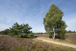 Heath landscape with flowering Heather -Calluna vulgaris-, Wilsede, Luneburg Heath Nature Park, Lower Saxony, Germany
