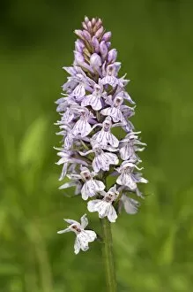 Images Dated 25th May 2012: Heath Spotted Orchid or Moorland Spotted Orchid -Dactylorhiza maculata-, Kaiserstuhl