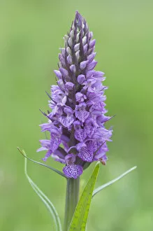 Images Dated 6th June 2011: Heath Spotted Orchid or Moorland Spotted Orchid -Dactylorhiza maculata-