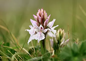 Travel with Martin Siepmann Gallery: Heath Spotted Orchid or Moorland Spotted Orchid (Dactylorhiza maculata), Burren, Ireland, Europe