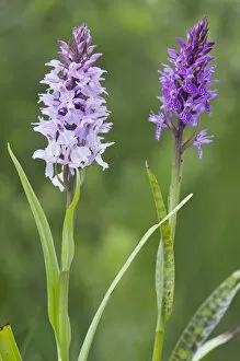 Vegetation Collection: Heath spotted orchid, Moorland spotted orchid (Dactylorhiza maculata)