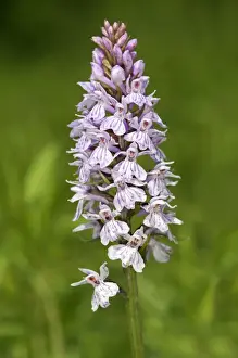 Monocotyledon Prints: Heath Spotted Orchid or Moorland Spotted Orchid -Dactylorhiza maculata